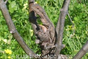 Race Horse Lizard